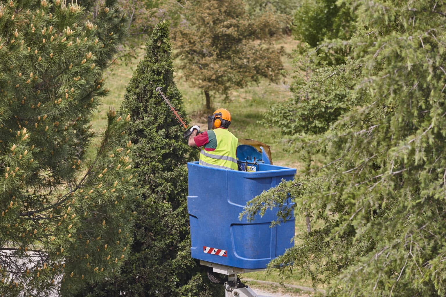 Gardener pruning a cypress on a crane. Landscaping insurance concept