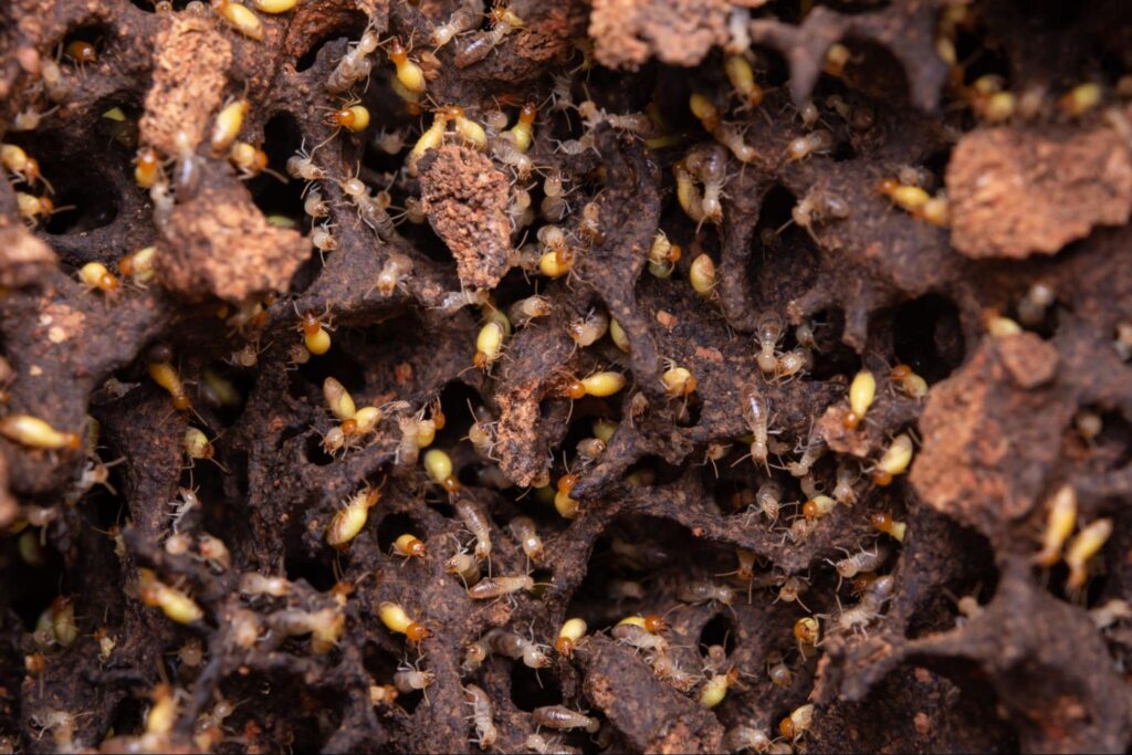 Termites damaging wooden structures, showcasing their infestation and destructive behavior.